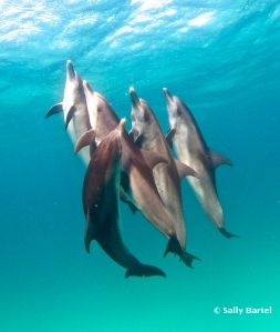 Young Dolphin Troupe